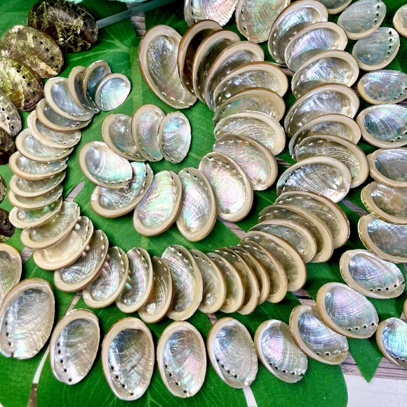 15 ABALONE SEASHELLS MIXED LOT CRAFTING DIY NAUTICAL COASTAL BEACH HOME DECOR - Picture 14 of 16